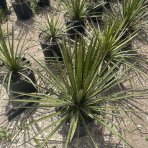 Juka vláknitá (Yucca filifera) - výška 70-80 cm, kont. C35L (-15°C)